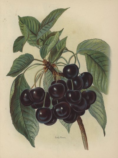 Erken Nehirler by English School